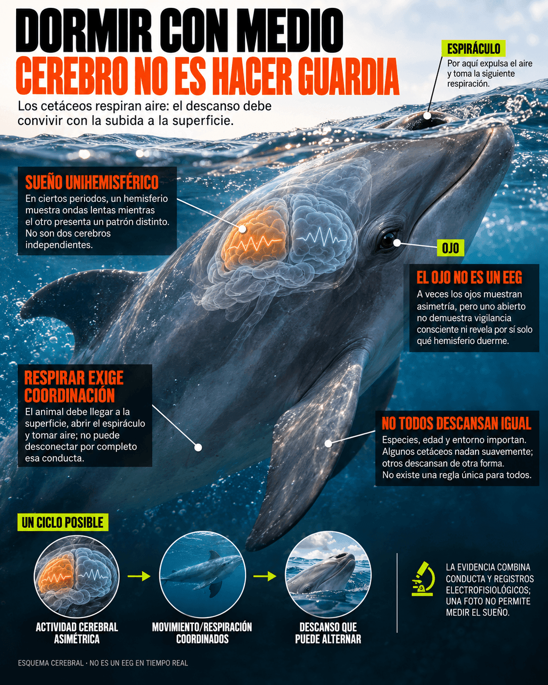 El animal que duerme con medio cerebro despierto 1 Infografía científica sobre el sueño unihemisférico de los delfines, la respiración en superficie y los límites de interpretar un ojo abierto.