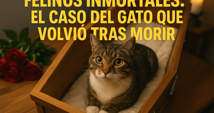 Felinos inmortales: el caso del gato que volvió tras morir