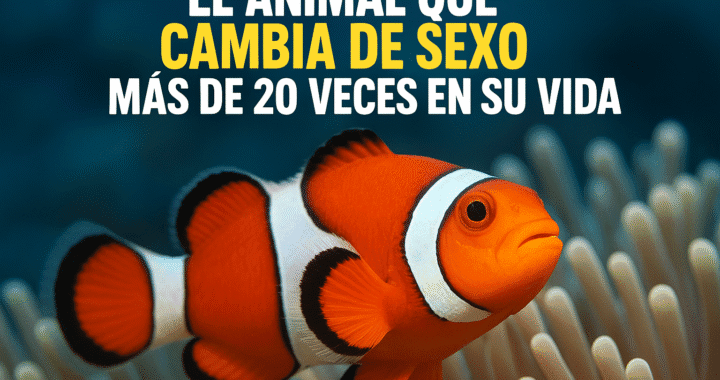 Serrano pálido: el pez que cambia de sexo 20 veces – ¡Increíble!