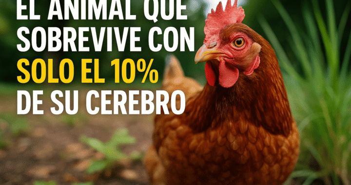Tiburón plano: el asombroso pez que vive con solo el 10% del cerebro