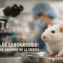 Imagen generada con IA para el artículo Rata de Laboratorio: El Héroe Anónimo de la Investigación Científica
