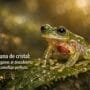 Imagen generada con IA para el artículo La Increíble Rana de Cristal: Órganos Visibles y Camuflaje