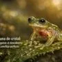 Imagen generada con IA para el artículo La Increíble Rana de Cristal: Órganos Visibles y Camuflaje