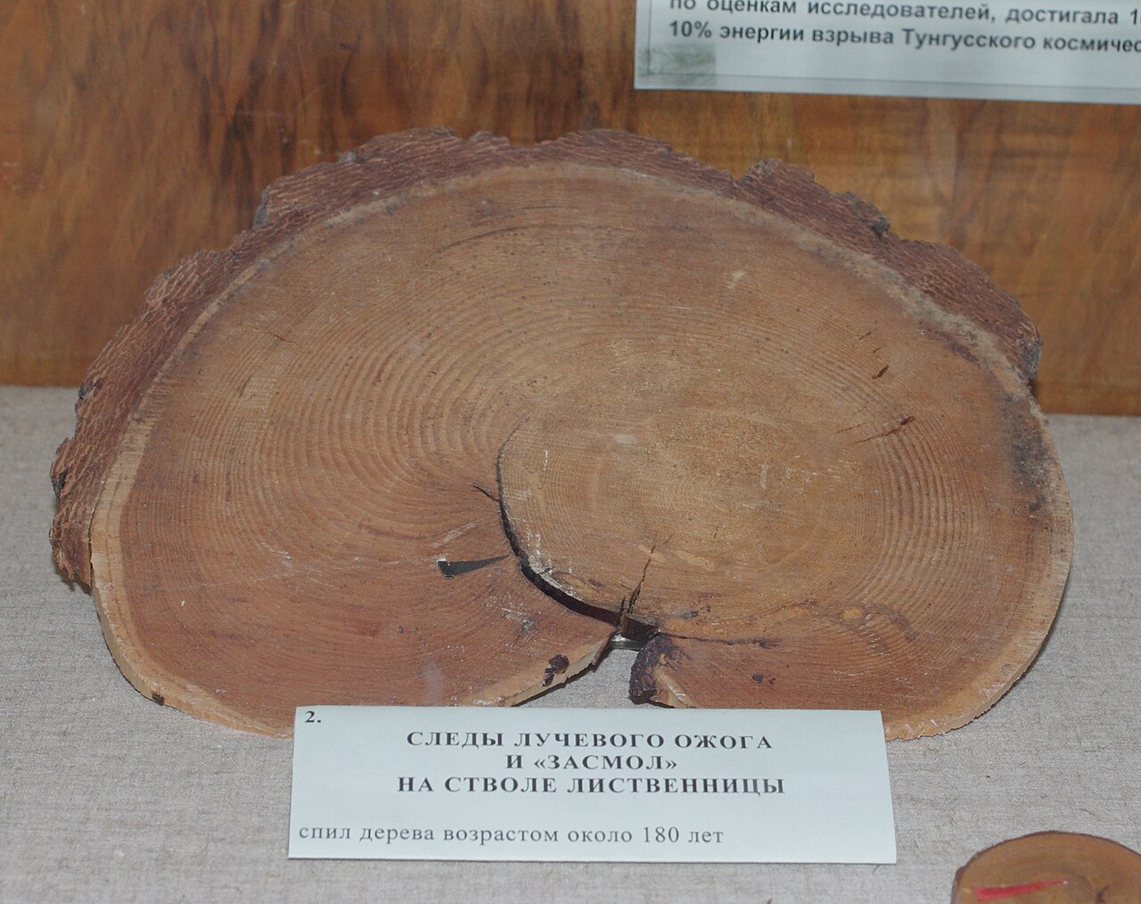 Sección transversal de un árbol marcado por el evento de Tunguska, expuesta en un museo