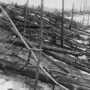 Bosque siberiano con miles de troncos de árboles derribados en la misma dirección tras la explosión de 1908