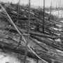 Tunguska: el estallido aéreo que arrasó Siberia sin dejar cráter 5 Bosque siberiano con miles de troncos de árboles derribados en la misma dirección tras la explosión de 1908