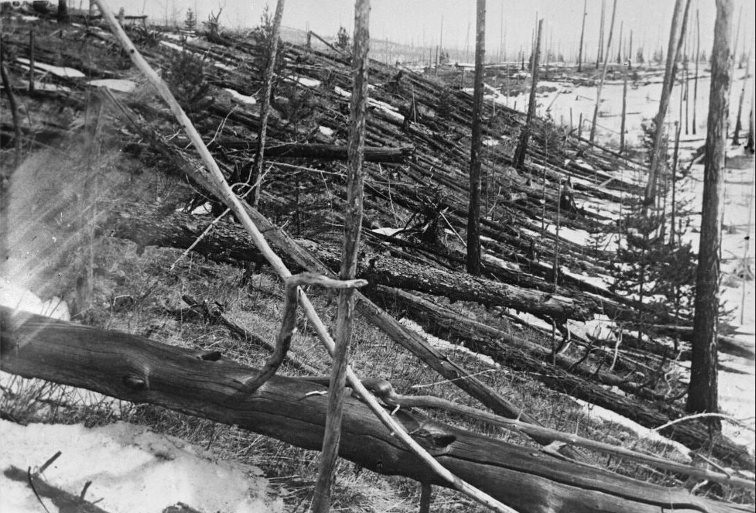 Bosque siberiano con miles de troncos de árboles derribados en la misma dirección tras la explosión de 1908