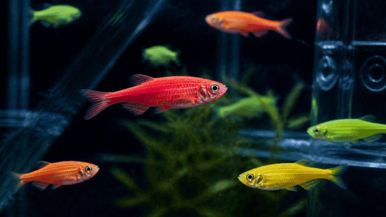 GloFish: el pez que salió del laboratorio y acabó en una pecera de neón 1 Peces cebra fluorescentes GloFish nadando en un acuario de laboratorio
