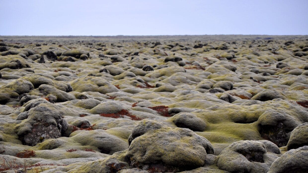 Campo de lava volcánica islandesa cubierto de musgo con formaciones rocosas donde la tradición sitúa a los elfos