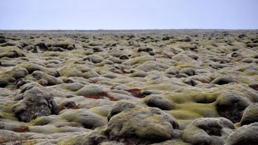 Islandia y el huldufólk: obras y carreteras que se rediseñan por elfos 4 Campo de lava volcánica islandesa cubierto de musgo con formaciones rocosas donde la tradición sitúa a los elfos