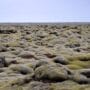 Campo de lava volcánica islandesa cubierto de musgo con formaciones rocosas donde la tradición sitúa a los elfos
