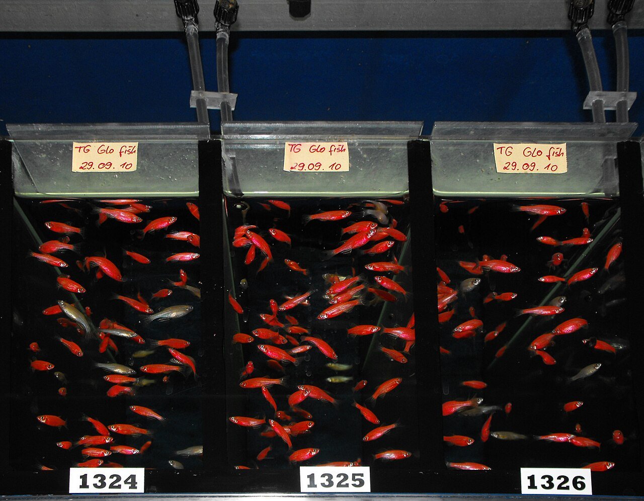 Pez cebra GloFish fluorescente nadando entre plantas de un acuario