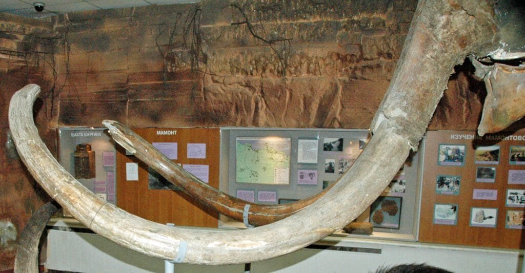 Cuando se construyó la Gran Pirámide, aún existían mamuts lanudos 1 Colmillos fósiles de mamut lanudo conservados en un museo siberiano, restos de una especie que coexistió con las pirámides