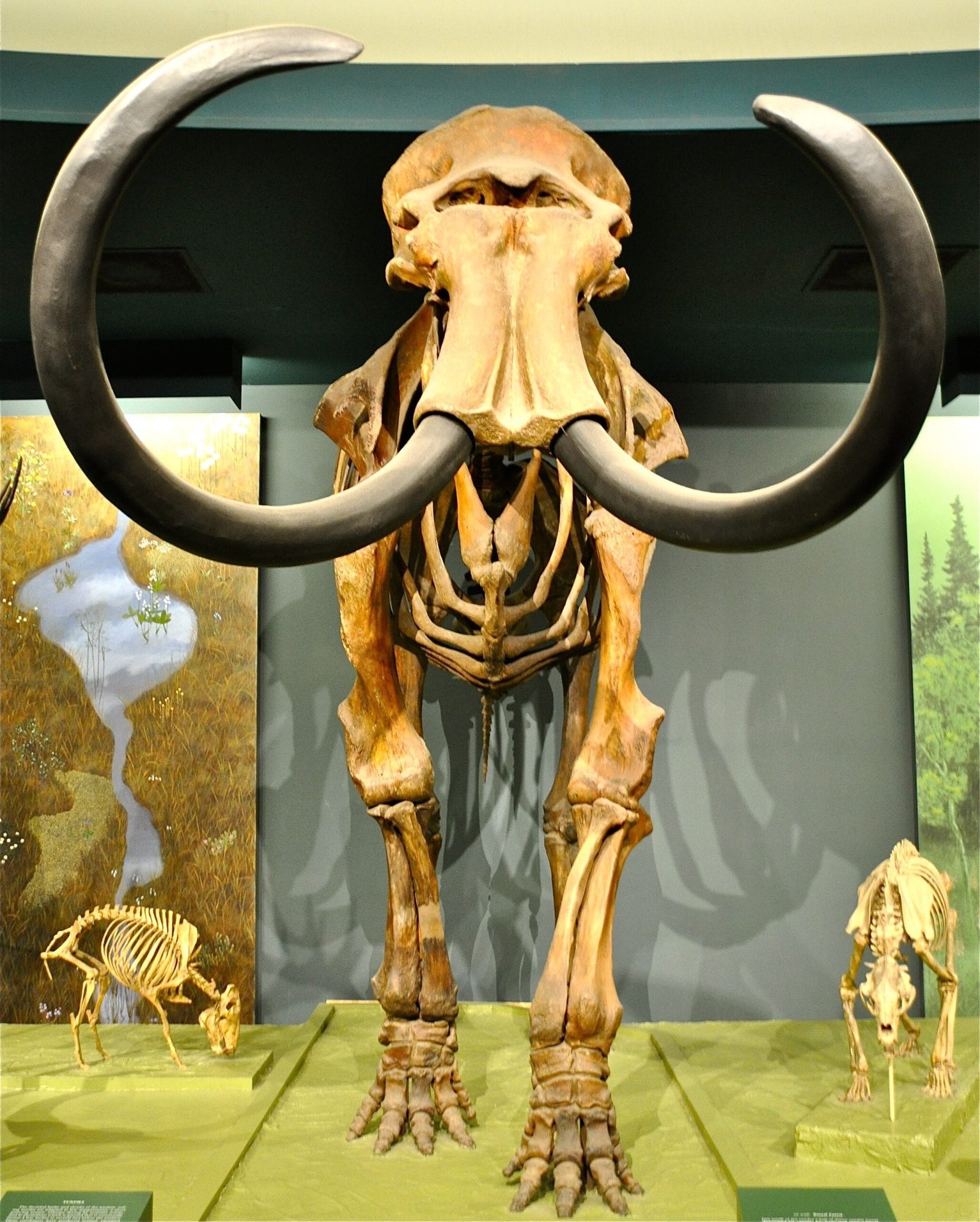 Cuando se construyó la Gran Pirámide, aún existían mamuts lanudos 2 Esqueleto completo de mamut lanudo expuesto en el Museo Smithsonian