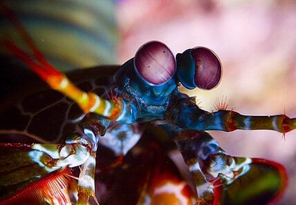 Camarón mantis pavo real visto de frente mostrando sus grandes ojos compuestos y anténulas extendidas