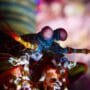 Camarón mantis pavo real visto de frente mostrando sus grandes ojos compuestos y anténulas extendidas