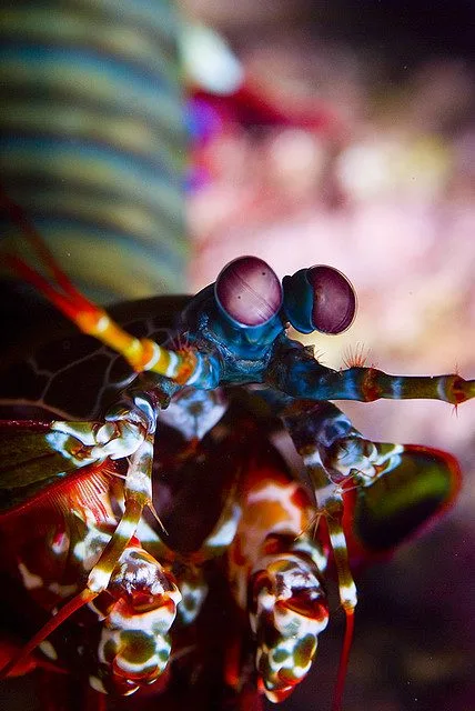 Camarón mantis: el golpe que crea cavitación y “temperaturas del Sol” 7 Camarón mantis pavo real visto de frente mostrando sus grandes ojos compuestos y anténulas extendidas