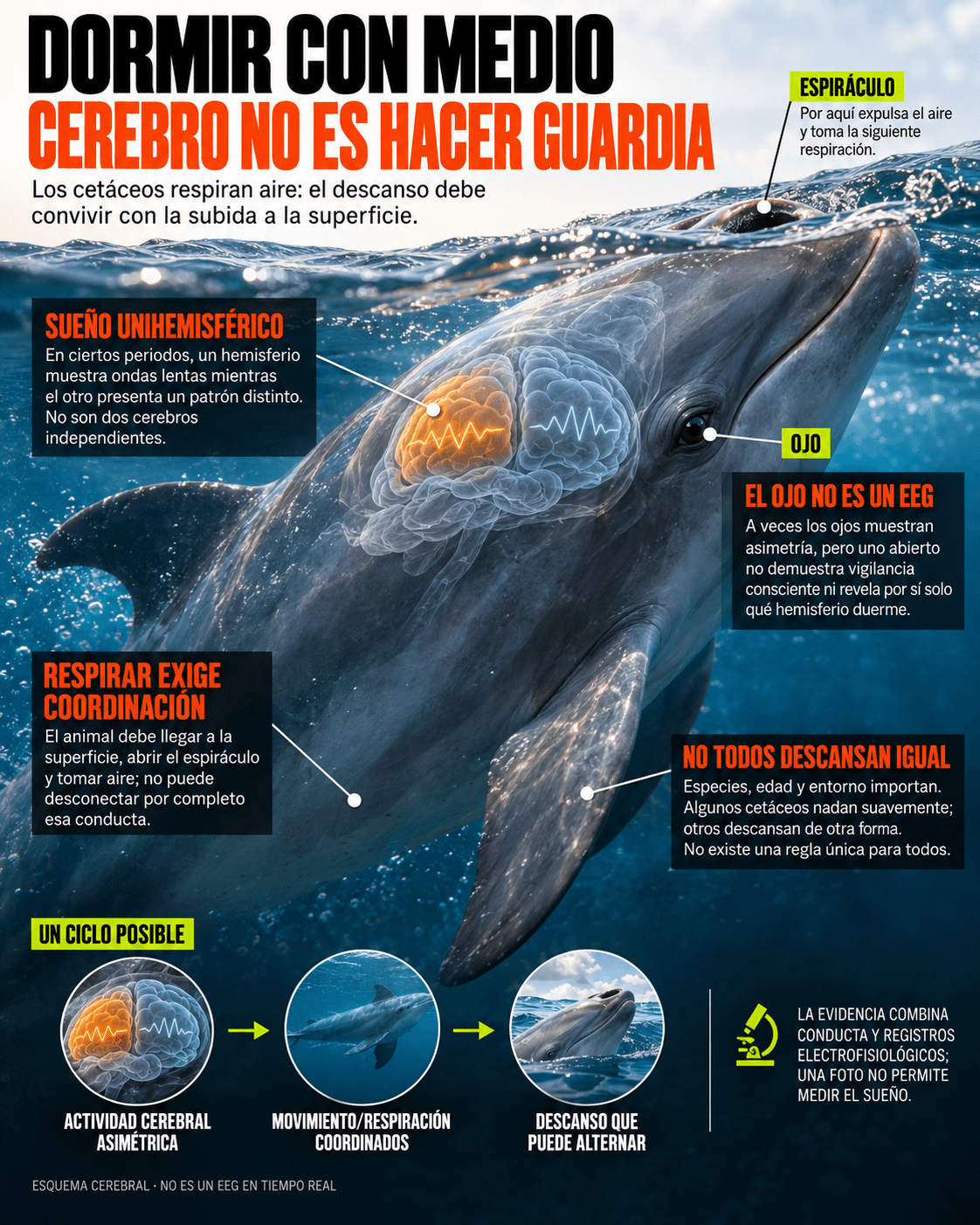 Cómo duerme un delfín mientras sigue subiendo a respirar 2 Infografía científica ampliada de un delfín en superficie: explica el sueño unihemisférico, la coordinación necesaria para respirar, los límites de interpretar un ojo abierto y las diferencias entre especies.